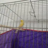 نر کشیده و درشت|پرنده|صومعه‌سرا, |دیوار