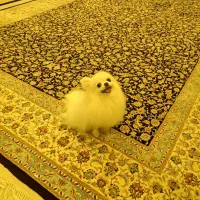 سگ پامر خرسی اصل با شناسنامه