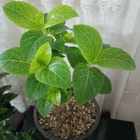 گل طبیعی فاستونیا