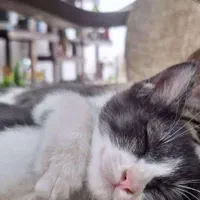 گربه واگذاری گربه