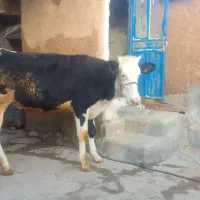 گاو|حیوانات مزرعه|کامیاران, |دیوار