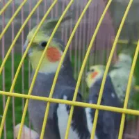 سه عدد عروس هلندی سالم|پرنده|واجارگاه, |دیوار