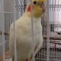 پرنده عروس هلندی