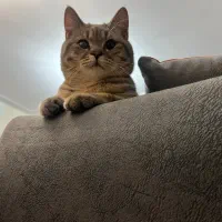 واگذاری گربه