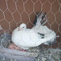کبوتر دم چتری گمشده