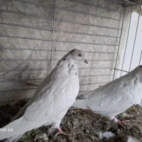 کبوتر پرشی، به شرط|پرنده|قم, حنیف نژاد|دیوار