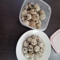 تخم بلدرچین