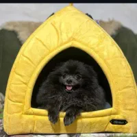 واگذاری سگ پانسیون