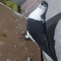 کفتر