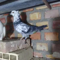 کبوتر ماده پرشی