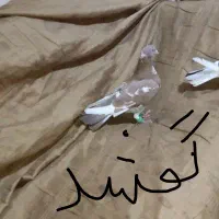 کبوتر گمشده