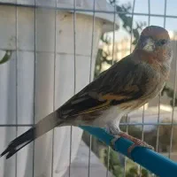 سهره قناری نر دهن سهره با قفس