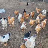 مرغ وخروس برهمااصل|حیوانات مزرعه|شهمیرزاد, |دیوار