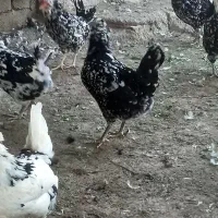فروش تخم نطفه دار گلین پنگوئنی|حیوانات مزرعه|اسلام‌شهر, شهرک امام حسین (میان آباد)|دیوار
