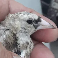 جوجه سهره عتیقه