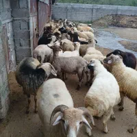 گوسفندنر بره بز موجودهست