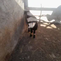 کاوه غوچ بختیاری زانو زن میش رون به شرط