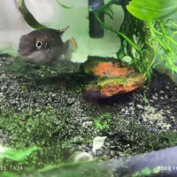 لارو کریپنسیس