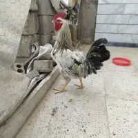 خروس