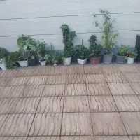 گل فروشی|گل و گیاه طبیعی|خوی, |دیوار