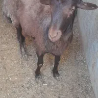 بره افشاری جوان|حیوانات مزرعه|میبد, |دیوار