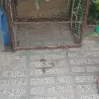 قفس اهنی