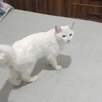 گربه خوشگل