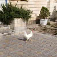 خروس