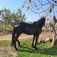 اسب مشکی