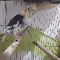 عروس هلندی نر