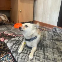 سگ اشپیتز|سگ|کرج, خرمدشت|دیوار