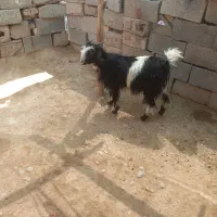 بیگ بز
