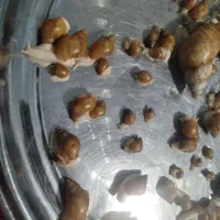 حلزون پرورشی 200تا300کوجک وبزرگ ریز درشت|خزنده|کرمان, |دیوار