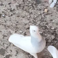 کبوتر طوق آبی