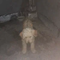 هاپو