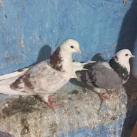 کبوتر شازده