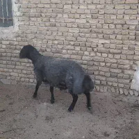 بره فروشی