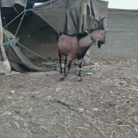 حیوانات اهلی