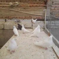 فروش تعدادی محدود قردمده