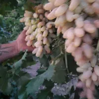 نهالستان تخصصی انگور|خدمات باغبانی و درختکاری|خرمدشت, |دیوار