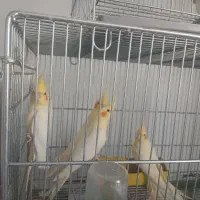 عروس هلندی