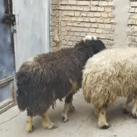 گوسفند‌و‌بره‌کوت‌عبدالله|حیوانات مزرعه|اهواز, اهواز|دیوار