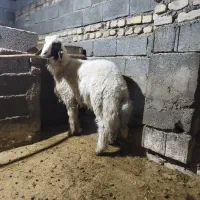 بره قوچ سنجابی|حیوانات مزرعه|کرمانشاه, |دیوار