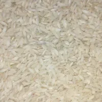 برنج  چمپا با اب چاه