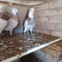 کبوتر طوقی هفت رنگ|پرنده|حمیدیه, |دیوار