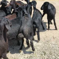 فروش 10راس بره ماده قره قزل