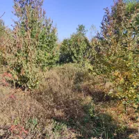 باغ در فیرورق|فروش زمین و ملک کلنگی|فیرورق, |دیوار