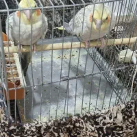 جفت عروس هلندی مولد|پرنده|اهواز, نادری|دیوار