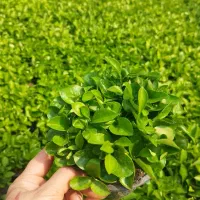 فروش شب عید