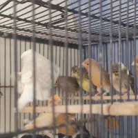 قناری سرخ